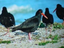 Wildlife Image 3