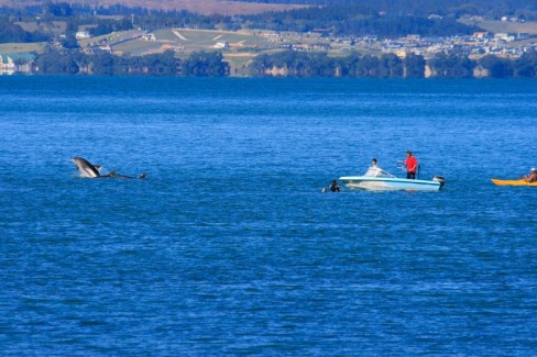 Waiheke Dolphins